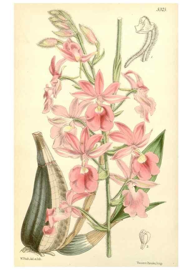 Reproducción/Reproduction 8272614748: Curtis's botanical magazine.. London ;New York [etc.] :Academic Press [etc.]