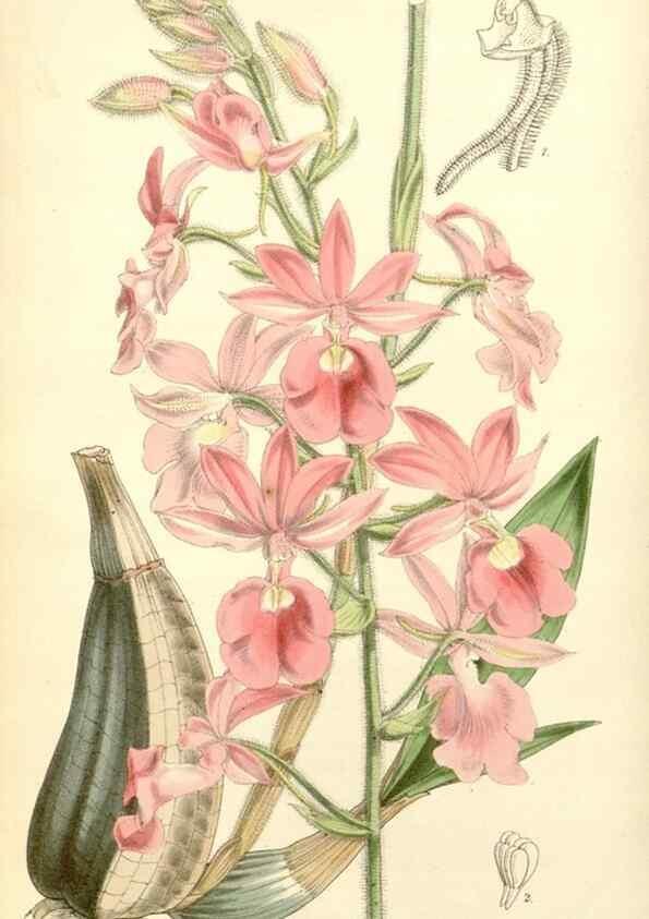 Reproducción/Reproduction 8272614748: Curtis's botanical magazine.. London ;New York [etc.] :Academic Press [etc.]