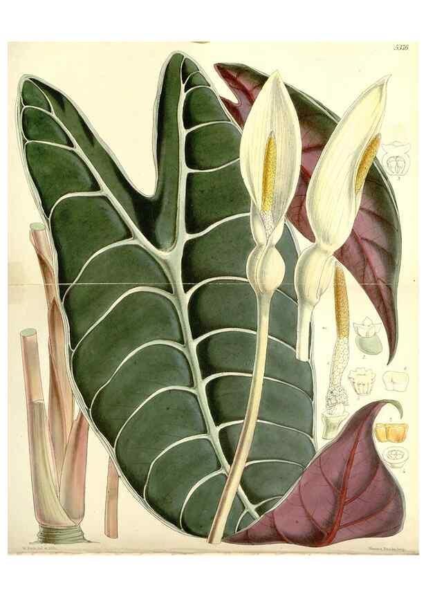 Reproducción/Reproduction 8271546969: Curtis's botanical magazine.. London ;New York [etc.] :Academic Press [etc.]