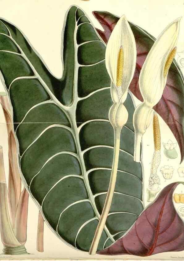 Reproducción/Reproduction 8271546969: Curtis's botanical magazine.. London ;New York [etc.] :Academic Press [etc.]