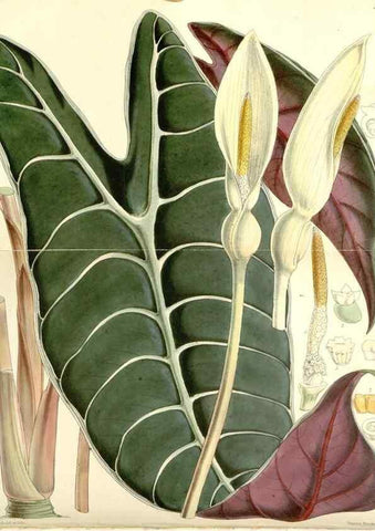 Reproducción/Reproduction 8271546969: Curtis's botanical magazine.. London ;New York [etc.] :Academic Press [etc.]