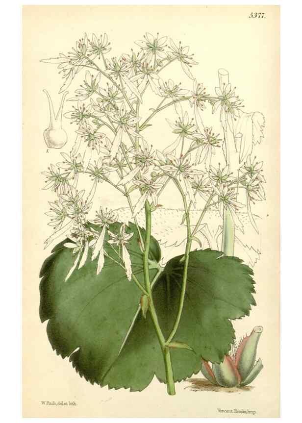 Reproducción/Reproduction 8271548397: Curtis's botanical magazine.. London ;New York [etc.] :Academic Press [etc.]