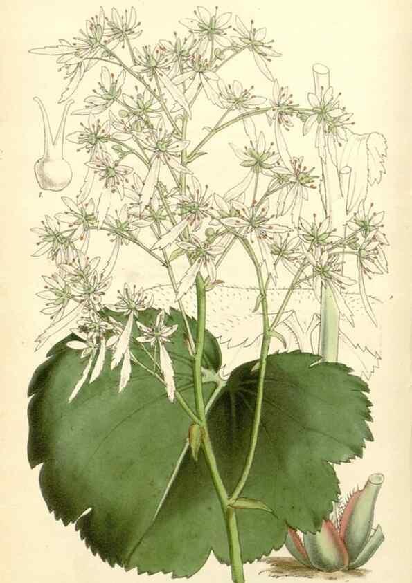 Reproducción/Reproduction 8271548397: Curtis's botanical magazine.. London ;New York [etc.] :Academic Press [etc.]