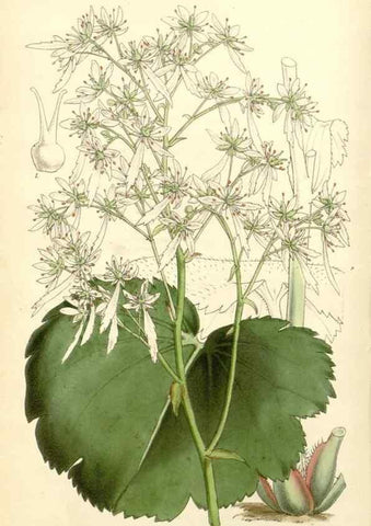 Reproducción/Reproduction 8271548397: Curtis's botanical magazine.. London ;New York [etc.] :Academic Press [etc.]