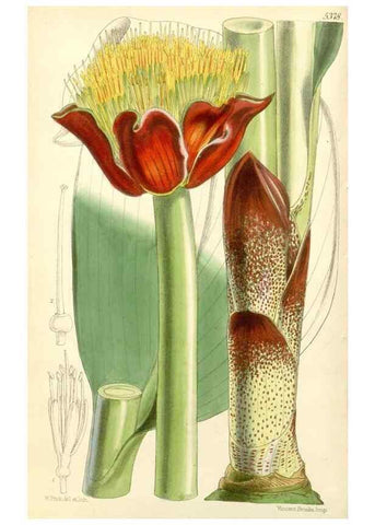 Reproducción/Reproduction 8271548951: Curtis's botanical magazine.. London ;New York [etc.] :Academic Press [etc.]