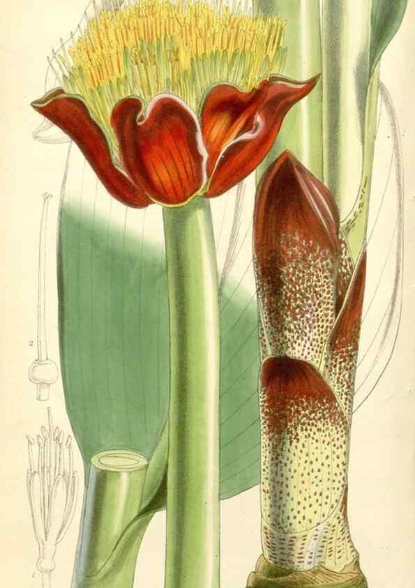 Reproducción/Reproduction 8271548951: Curtis's botanical magazine.. London ;New York [etc.] :Academic Press [etc.]