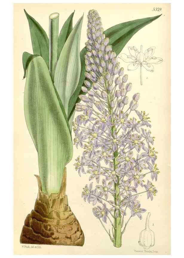 Reproducción/Reproduction 8271550655: Curtis's botanical magazine.. London ;New York [etc.] :Academic Press [etc.]