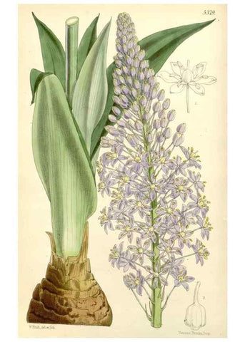Reproducción/Reproduction 8271550655: Curtis's botanical magazine.. London ;New York [etc.] :Academic Press [etc.]