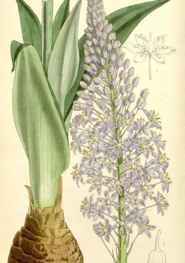Reproducción/Reproduction 8271550655: Curtis's botanical magazine.. London ;New York [etc.] :Academic Press [etc.]