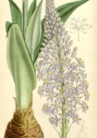 Reproducción/Reproduction 8271550655: Curtis's botanical magazine.. London ;New York [etc.] :Academic Press [etc.]