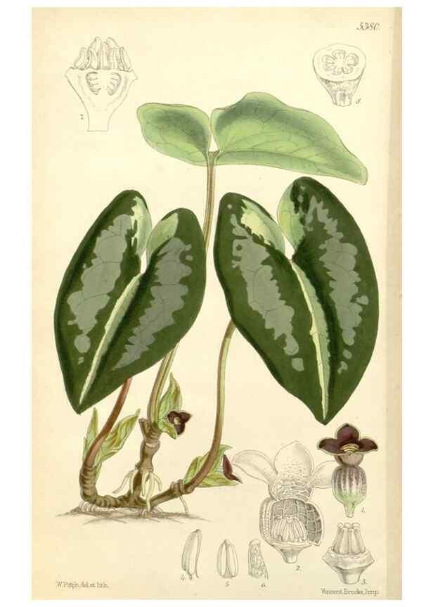 Reproducción/Reproduction 8271552287: Curtis's botanical magazine.. London ;New York [etc.] :Academic Press [etc.]
