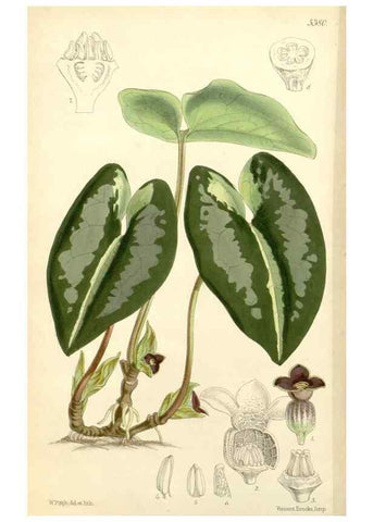 Reproducción/Reproduction 8271552287: Curtis's botanical magazine.. London ;New York [etc.] :Academic Press [etc.]