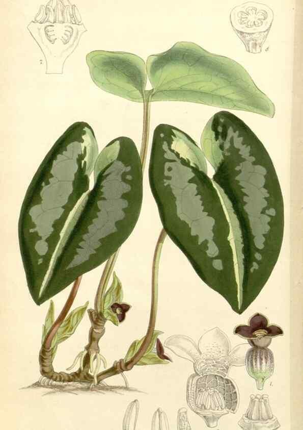 Reproducción/Reproduction 8271552287: Curtis's botanical magazine.. London ;New York [etc.] :Academic Press [etc.]