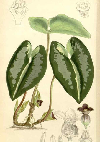 Reproducción/Reproduction 8271552287: Curtis's botanical magazine.. London ;New York [etc.] :Academic Press [etc.]