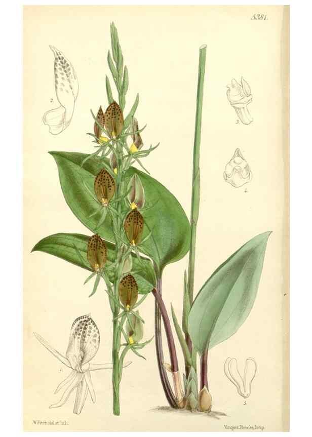 Reproducción/Reproduction 8272621894: Curtis's botanical magazine.. London ;New York [etc.] :Academic Press [etc.]
