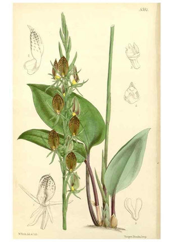 Reproducción/Reproduction 8272621894: Curtis's botanical magazine.. London ;New York [etc.] :Academic Press [etc.]