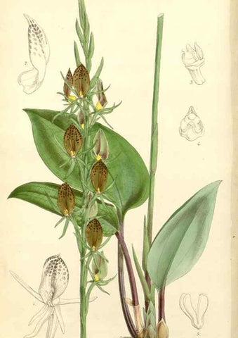 Reproducción/Reproduction 8272621894: Curtis's botanical magazine.. London ;New York [etc.] :Academic Press [etc.]