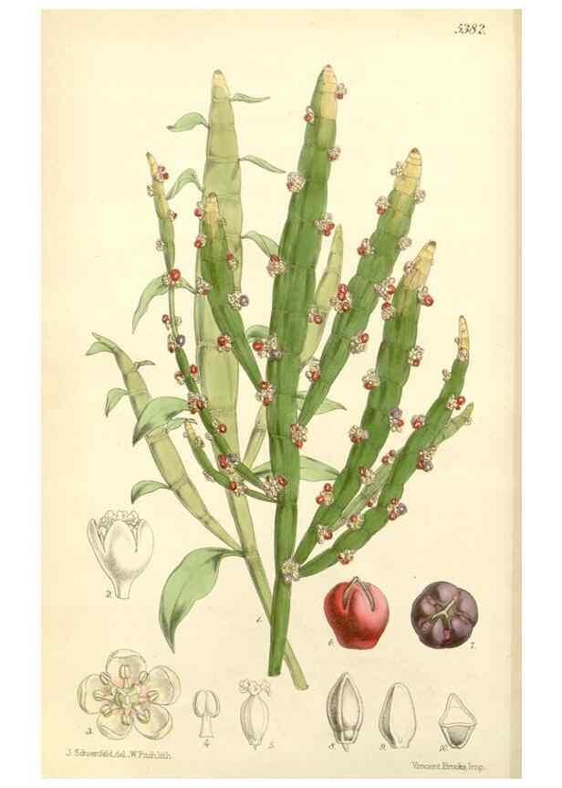 Reproducción/Reproduction 8272624044: Curtis's botanical magazine.. London ;New York [etc.] :Academic Press [etc.]