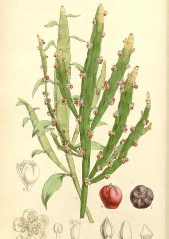 Reproducción/Reproduction 8272624044: Curtis's botanical magazine.. London ;New York [etc.] :Academic Press [etc.]