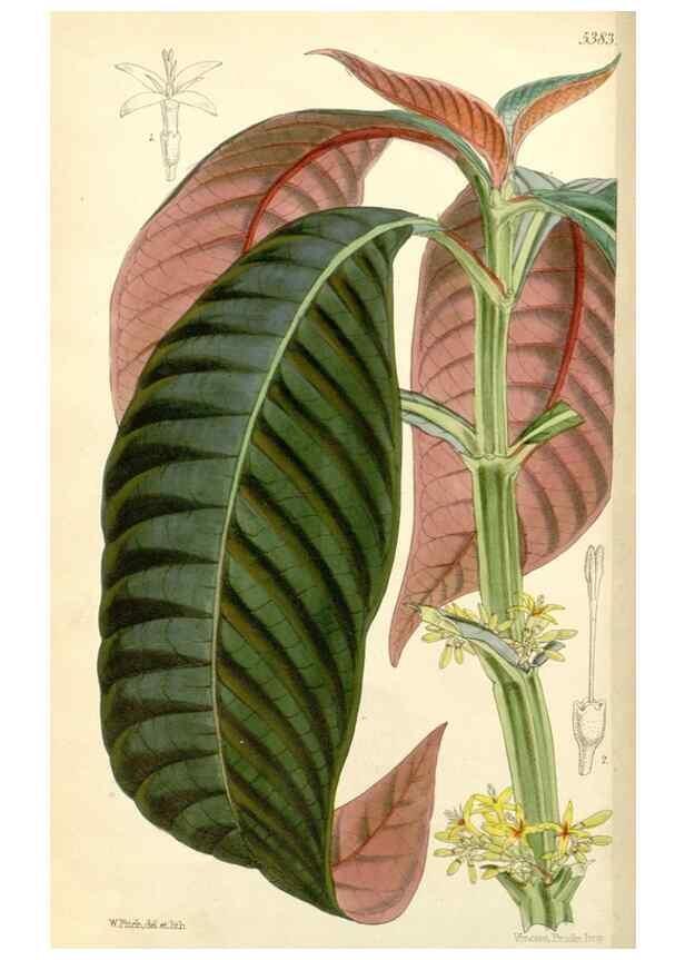 Reproducción/Reproduction 8272635378: Curtis's botanical magazine.. London ;New York [etc.] :Academic Press [etc.]