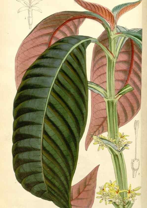 Reproducción/Reproduction 8272635378: Curtis's botanical magazine.. London ;New York [etc.] :Academic Press [etc.]