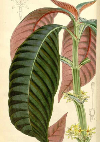 Reproducción/Reproduction 8272635378: Curtis's botanical magazine.. London ;New York [etc.] :Academic Press [etc.]