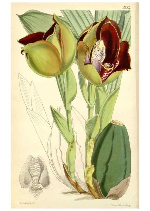 Reproducción/Reproduction 8271567363: Curtis's botanical magazine.. London ;New York [etc.] :Academic Press [etc.]