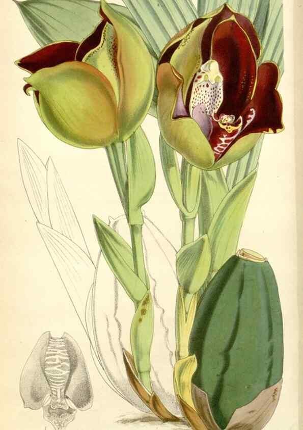 Reproducción/Reproduction 8271567363: Curtis's botanical magazine.. London ;New York [etc.] :Academic Press [etc.]