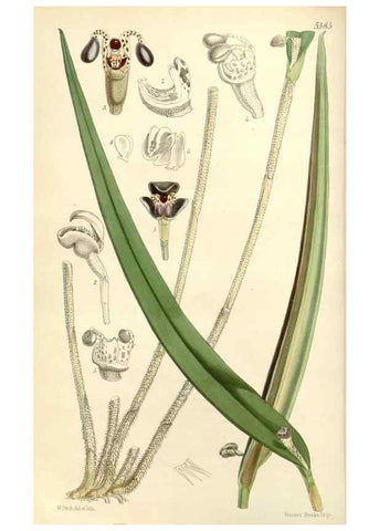 Reproducción/Reproduction 8271568793: Curtis's botanical magazine.. London ;New York [etc.] :Academic Press [etc.]