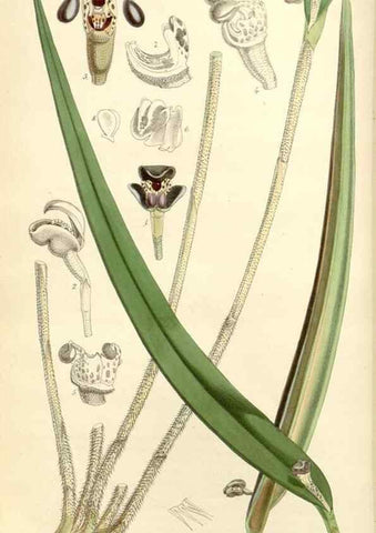 Reproducción/Reproduction 8271568793: Curtis's botanical magazine.. London ;New York [etc.] :Academic Press [etc.]
