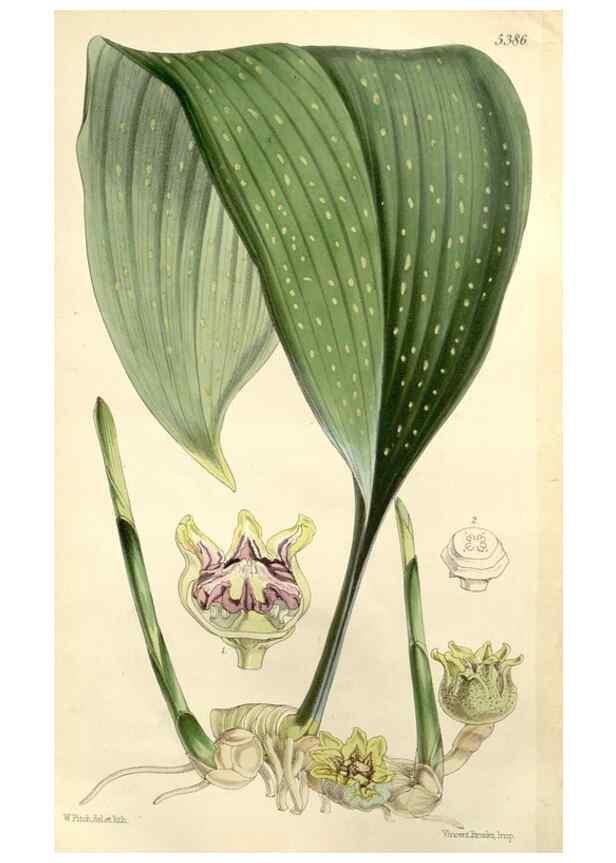 Reproducción/Reproduction 8271570385: Curtis's botanical magazine.. London ;New York [etc.] :Academic Press [etc.]