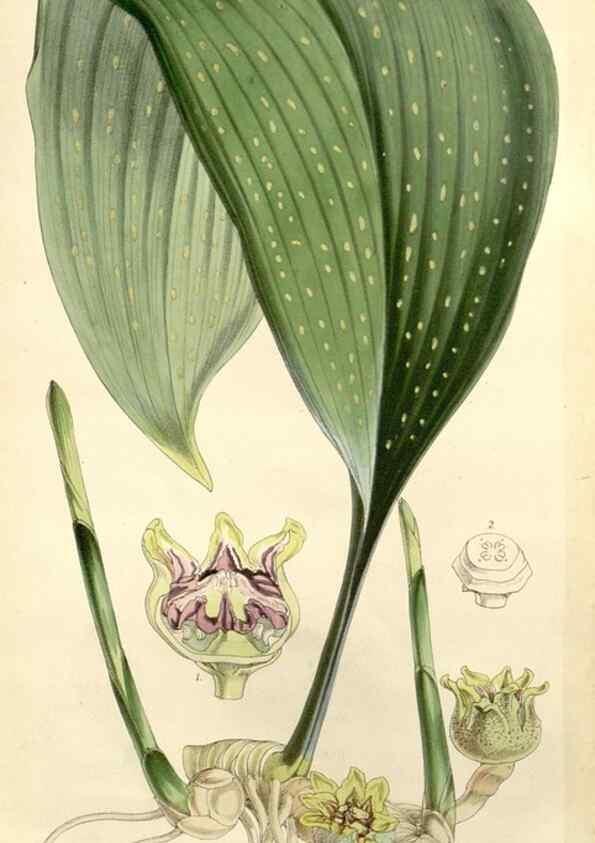Reproducción/Reproduction 8271570385: Curtis's botanical magazine.. London ;New York [etc.] :Academic Press [etc.]
