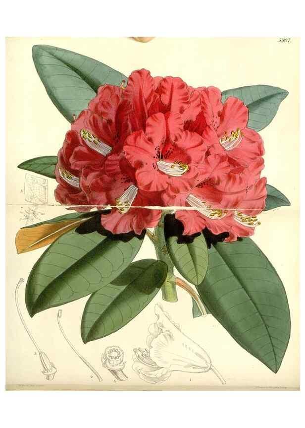 Reproducción/Reproduction 8272640018: Curtis's botanical magazine.. London ;New York [etc.] :Academic Press [etc.]