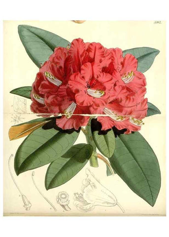 Reproducción/Reproduction 8272640018: Curtis's botanical magazine.. London ;New York [etc.] :Academic Press [etc.]