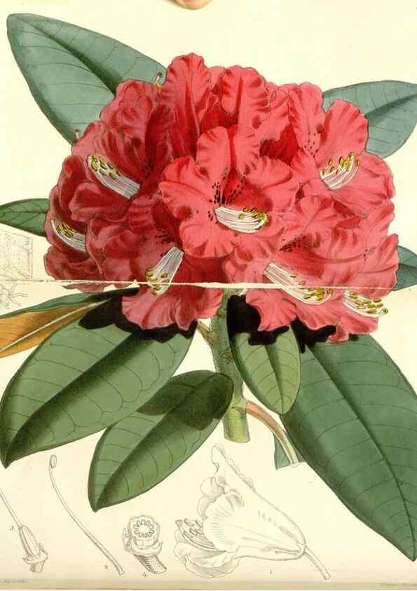 Reproducción/Reproduction 8272640018: Curtis's botanical magazine.. London ;New York [etc.] :Academic Press [etc.]