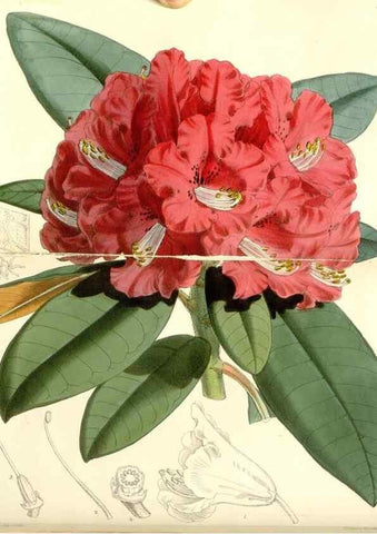 Reproducción/Reproduction 8272640018: Curtis's botanical magazine.. London ;New York [etc.] :Academic Press [etc.]
