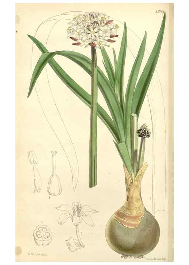 Reproducción/Reproduction 8272641140: Curtis's botanical magazine.. London ;New York [etc.] :Academic Press [etc.]