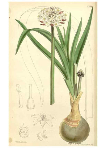 Reproducción/Reproduction 8272641140: Curtis's botanical magazine.. London ;New York [etc.] :Academic Press [etc.]