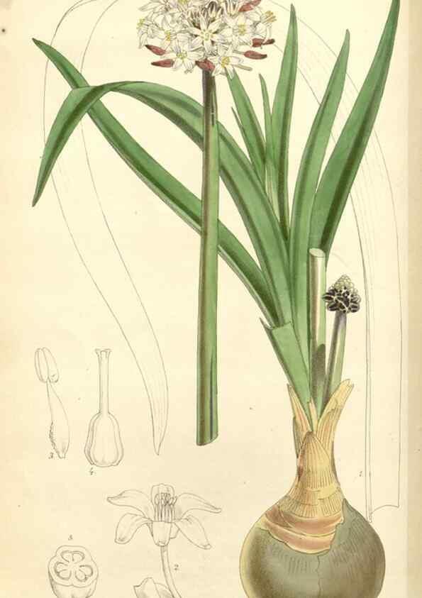 Reproducción/Reproduction 8272641140: Curtis's botanical magazine.. London ;New York [etc.] :Academic Press [etc.]