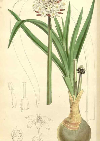 Reproducción/Reproduction 8272641140: Curtis's botanical magazine.. London ;New York [etc.] :Academic Press [etc.]