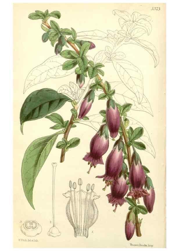 Reproducción/Reproduction 8272611528: Curtis's botanical magazine.. London ;New York [etc.] :Academic Press [etc.]