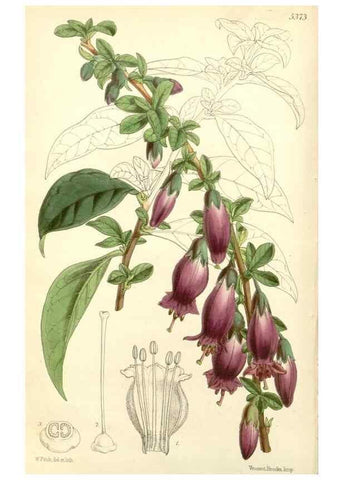 Reproducción/Reproduction 8272611528: Curtis's botanical magazine.. London ;New York [etc.] :Academic Press [etc.]