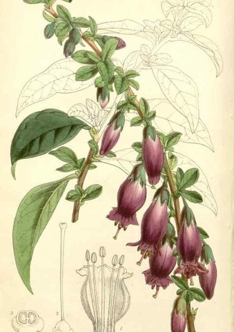 Reproducción/Reproduction 8272611528: Curtis's botanical magazine.. London ;New York [etc.] :Academic Press [etc.]