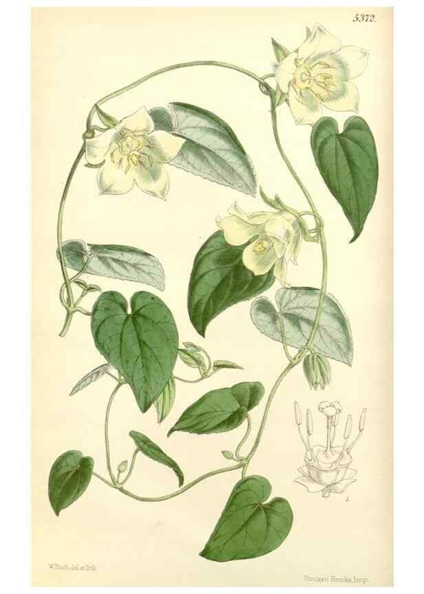 Reproducción/Reproduction 8272610278: Curtis's botanical magazine.. London ;New York [etc.] :Academic Press [etc.]