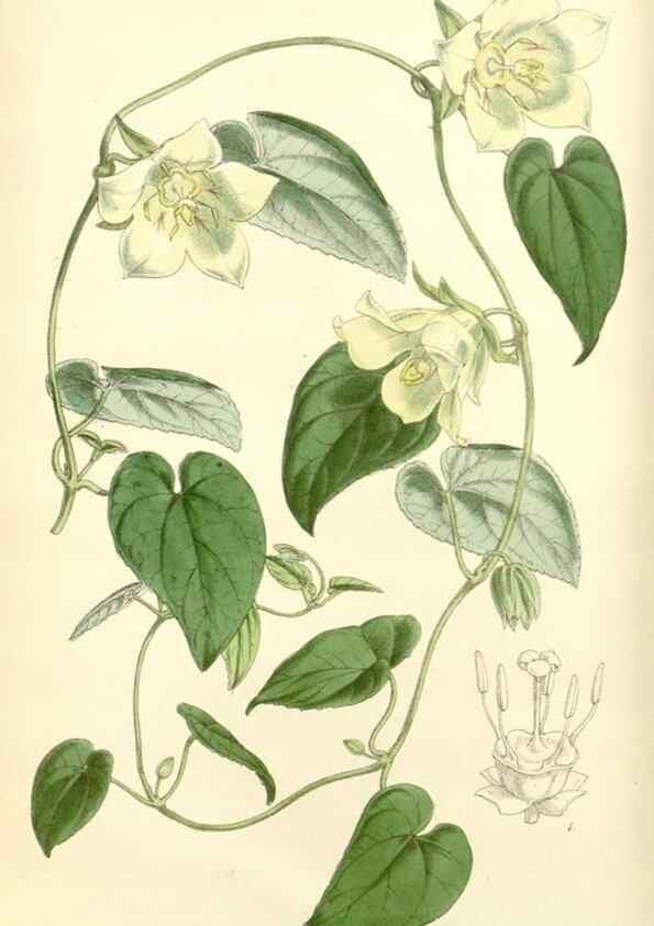 Reproducción/Reproduction 8272610278: Curtis's botanical magazine.. London ;New York [etc.] :Academic Press [etc.]