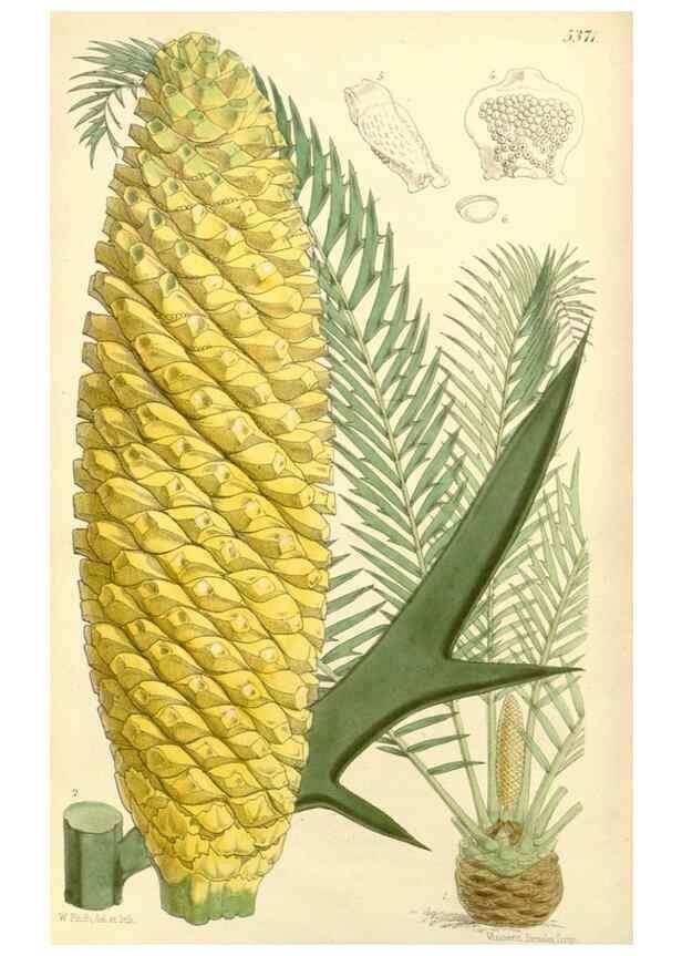 Reproducción/Reproduction 8271540947: Curtis's botanical magazine.. London ;New York [etc.] :Academic Press [etc.]