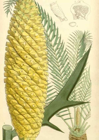 Reproducción/Reproduction 8271540947: Curtis's botanical magazine.. London ;New York [etc.] :Academic Press [etc.]