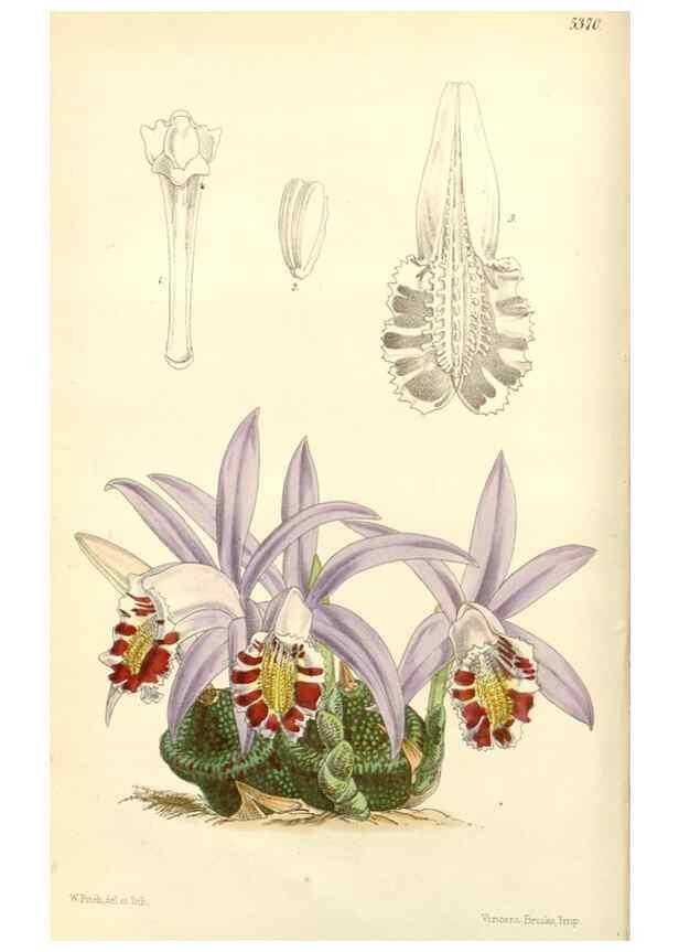 Reproducción/Reproduction 8271539365: Curtis's botanical magazine.. London ;New York [etc.] :Academic Press [etc.]