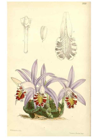 Reproducción/Reproduction 8271539365: Curtis's botanical magazine.. London ;New York [etc.] :Academic Press [etc.]