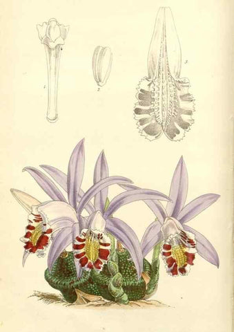 Reproducción/Reproduction 8271539365: Curtis's botanical magazine.. London ;New York [etc.] :Academic Press [etc.]